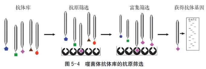 全人源抗体研制技术之噬菌体展示技术在药品研发中的应用